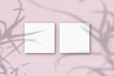 Pembe arka planda 2 kare beyaz desenli kağıt. Bitkilerin gölgeleriyle örtüşüyor. Doğal ışık, aloenin gölgelerini ortaya çıkarır. Düz yerde, üst tarafta. Yatay yönelim