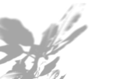 Yaz bitkisi arka planı. Mutluluk çiçeğinin gölgesi beyaz duvarda. Fotoğraf ya da maketi üst üste koymak için siyah ve beyaz. Vektör illüstrasyonu.