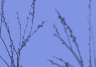 Bitkilerin gölgelerinin yaz arkaplanı. Mavi duvardaki filizlenen bir söğüt ağacının gölgesi. Bir fotoğraf ya da tasarımı üst üste yerleştirmek için siyah ve beyaz. Vektör illüstrasyonu.