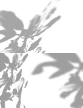 Bitkilerin gölgeleri. Mutluluk çiçeğinin gölgeleri beyaz duvarda. Bir fotoğraf ya da tasarımı üst üste yerleştirmek için siyah ve beyaz. Vektör illüstrasyonu.