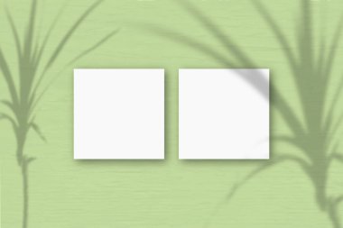 Açık yeşil duvar arka planında 2 kare beyaz desenli kağıt. Bitkilerin gölgeleriyle örtüşüyor. Doğal ışık, tropikal bir bitkinin gölgesini oluşturur. Düz yerde, üst tarafta. Yatay