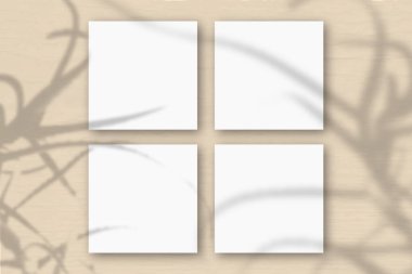 Turuncu arka planda 4 kare beyaz desenli kağıt. Bitkilerin gölgeleriyle örtüşüyor. Doğal ışık, aloenin gölgelerini ortaya çıkarır. Düz yerde, üst tarafta. Yatay yönelim