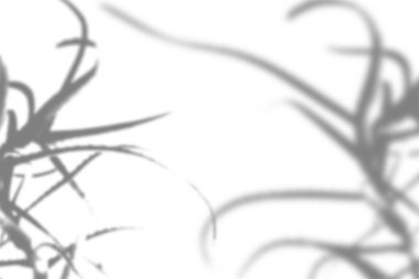 Bitkilerin gölgelerinin yaz arkaplanı. Beyaz duvardaki aloe dallarının gölgesi. Fotoğraf ya da maketi üst üste koymak için siyah ya da beyaz.