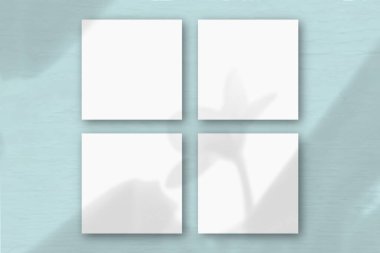 Mavi duvar zemininde 4 kare beyaz desenli kağıt. Bitkilerin gölgeleriyle örtüşüyor. Doğal ışık, egzotik bir bitkinin gölgesini oluşturur. Düz yerde, üst tarafta. Yatay yönelim