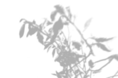 Beyaz bir duvarda söğüt dallarının gölgelerinin yaz arkaplanı. Fotoğraf ya da maketi üst üste koymak için siyah ya da beyaz.