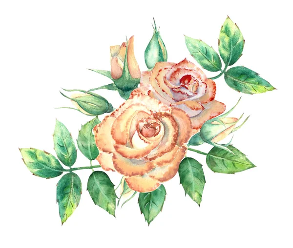 桃のバラ 緑の葉 開いて閉じた花 グリーティングカードや招待状の花束 水彩画 — ストック写真