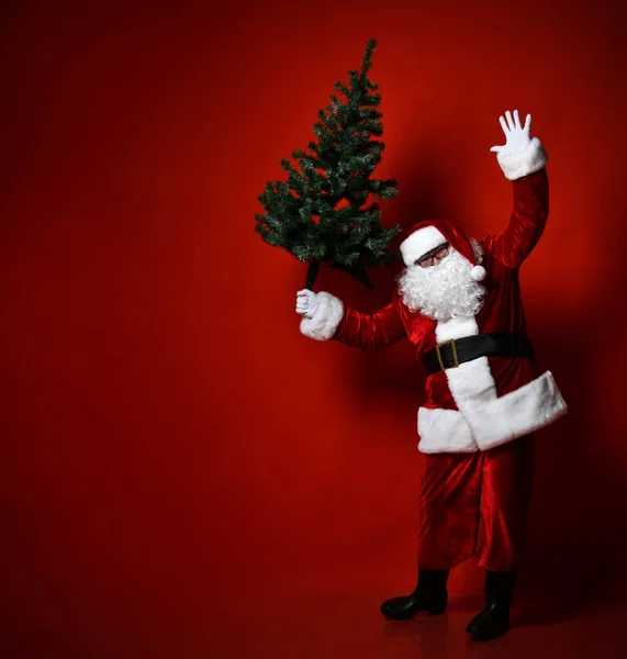 Gros ventre gros Père Noël portant un arbre de Noël lourd sur un fond rouge. Nouvel an et joyeux Noël et heureux concept de vacances — Photo