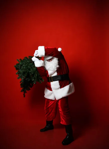Χοντρός Άγιος Βασίλης με μεγάλη κοιλιά που κουβαλάει ένα βαρύ χριστουγεννιάτικο δέντρο σε κόκκινο φόντο. Νέο έτος και Καλά Χριστούγεννα και καλές γιορτές έννοια — Φωτογραφία Αρχείου