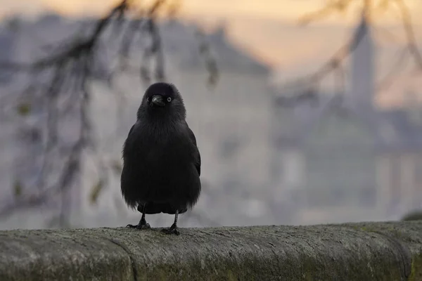 Μαύρη σιλουέτα του Raven στο φόντο του ηλιοβασιλέματος στην πόλη. Πουλιά που πετούν στον ουρανό σε αποκριάτικο φόντο. ένα πουλί κάθεται στο φράχτη, ένας φωτεινός ουρανός και τα δέντρα φόντο — Φωτογραφία Αρχείου