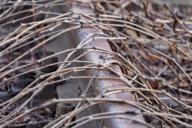 Eski terk edilmiş istasyon ve yollara erişim, takip tesisi rayları ve yataklı vagonları kapladı. Yaban üzümlerinin dalları kullanılmayan zaman için tüm alanı doldurur..