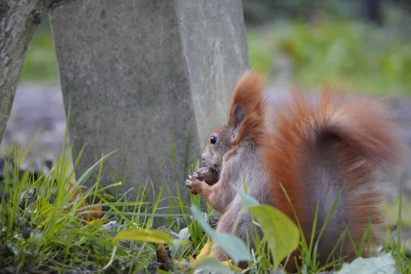 dark red squirrel on a Sunny day. fur in contrasting light, squirrel holds nut or grain in paws. wild animals in city parks, help animals in winter time, feed up.