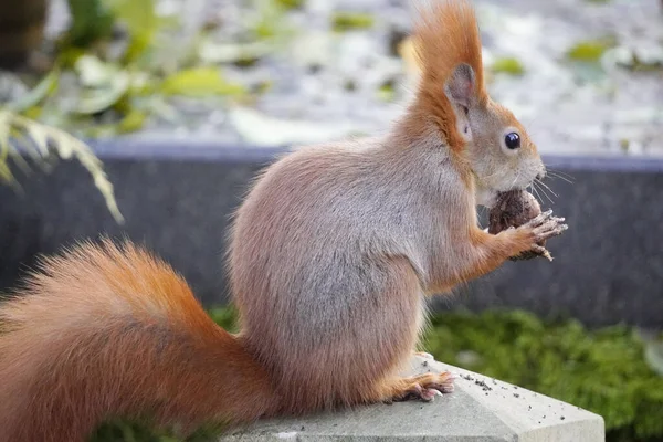 Sötét vörös mókus egy napsütéses napon. prém kontrasztos fényben, a mókus anyát vagy gabonát tart a mancsában. vadon élő állatok a városi parkokban, segítik az állatokat télen, etetik. — Stock Fotó