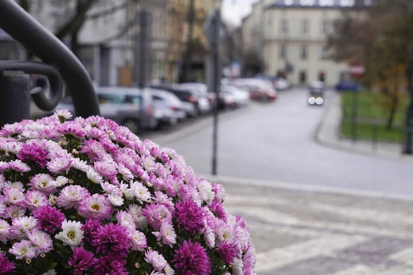 Blurred, rue de la vieille ville avec terrasse d'été et parterres de fleurs avec de petites fleurs violettes. Soleil au sommet du bâtiment, tôt le matin avec lever du soleil. rue avec voitures — Photo