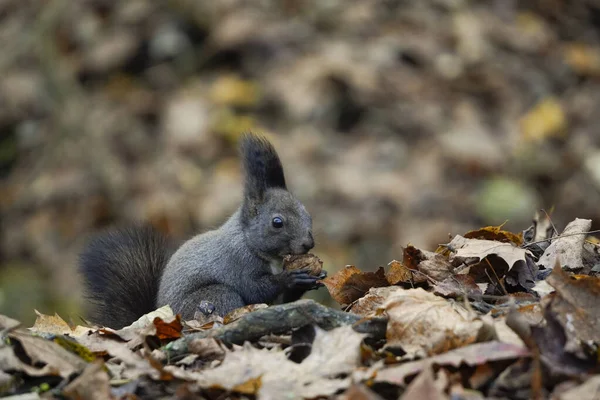 a dark gray or black squirrel holds nut or grain in its paws,process of eating, lunch time, against the background of fallen autumn leaves. wild animals in city parks, help animals in winter, feed.