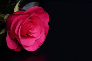 Siyah arka planda pembe bir gül, yanında da sıcak ışık. Yapay ışıkta pembe çiçek, siyah arkaplan, gül yaprakları