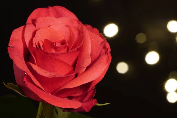 Красная влажная роза с капельками воды на лепестках на черном фоне с маленькими искусственными лампочками, вид сбоку. свет не в фокусе. красный цветок в искусственном свете, черный фон, красные лепестки и г — стоковое фото