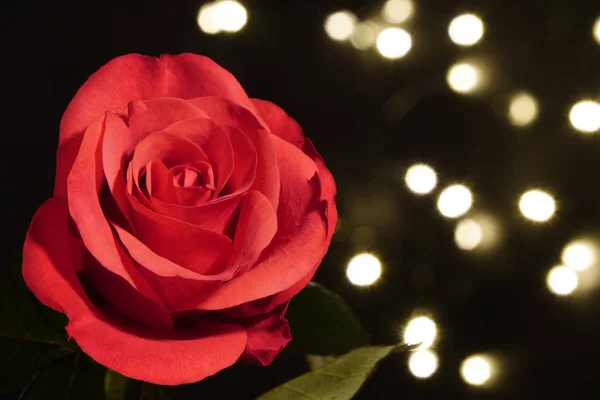 En röd ros på svart bakgrund med små artificiella glödlampor. Ljuset är ur fokus. röd blomma i artificiellt ljus, svart bakgrund, röda kronblad och gröna blad — Stockfoto