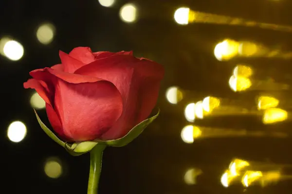 Rosa vermelha sobre fundo preto com luz quente lateral. flor vermelha em luz artificial, fundo preto, pétalas vermelhas — Fotografia de Stock