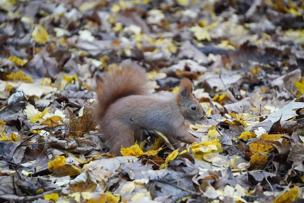 Dunkelrotes Eichhörnchen an sonnigen Tagen. Fell in Kontrastlicht, Eichhörnchen auf Nahrungssuche, Vorräte für Winter und Herbst. Wildtiere in Stadtparks, helfen Tieren im Winter, füttern. — Stockfoto