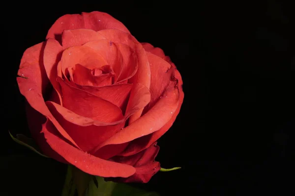 Красная роза на черном фоне с боковым теплым светом. красный цветок в искусственном свете, черный фон, красные лепестки — стоковое фото