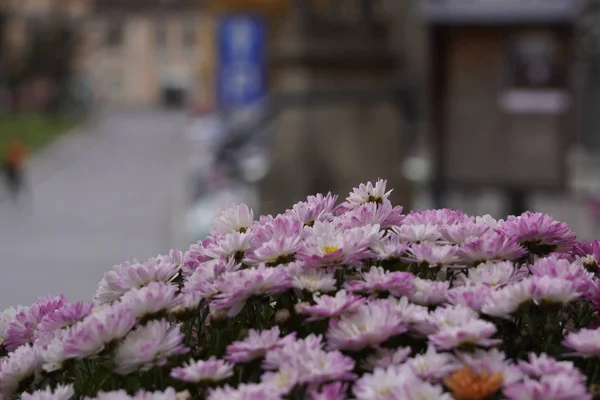 Blurred, rue de la vieille ville avec terrasse d'été et parterres de fleurs avec de petites fleurs violettes. Soleil au sommet du bâtiment, tôt le matin avec lever du soleil. rue avec voitures — Photo