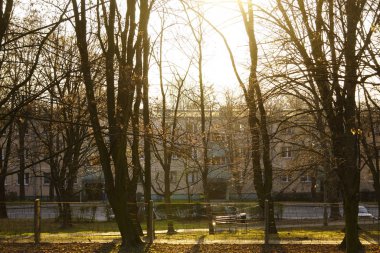 Sonbahar ya da bahar parkı güneş ışığıyla doldu. Yapraksız yeşil çimenler ve ağaçlar mevsimlerin değişmesi.
