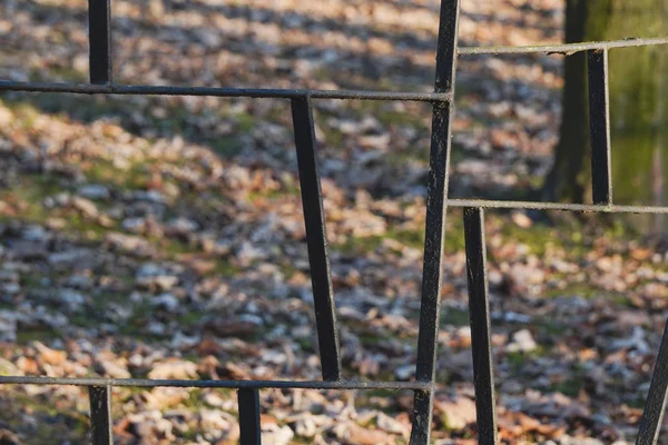 Vista de trás de uma cerca geométrica em uma rua de outono ou de primavera. folhas caídas, luz suave do pôr do sol. olhar para além das fronteiras, espreitar — Fotografia de Stock