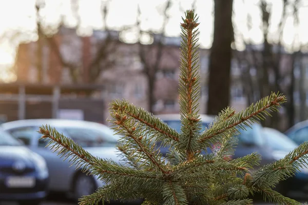 Młody świerk stoi na podwórku w domu na zielonej trawie. Widok góry ulicy choinki w garnku w jasny słoneczny dzień. — Zdjęcie stockowe