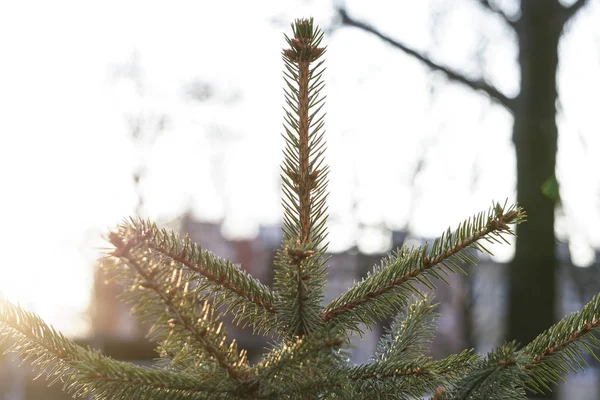 Jovem abeto fica no quintal da casa na grama verde. A vista superior da árvore de Natal de rua em um pote em um dia ensolarado brilhante . — Fotografia de Stock
