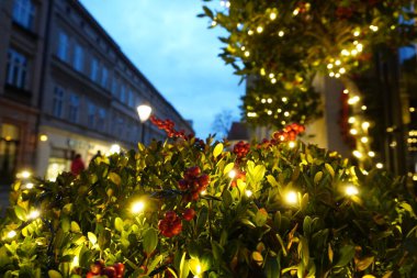 Bir Avrupa şehrinin sokaklarında bayram süsü olarak bir çalılıkta kırmızı böğürtlen ve parlak bir çelenk. Yeni yıl ve Noel için restoranlarda ve dükkanlarda dekor.