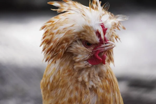 Retrato de un gallo enojado colorido o gallo. gallina con c rojo —  Fotos de Stock