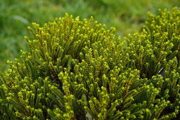 Šťavnatá jasně zelená mladá tráva rostla po zimě, příchod — Stock fotografie