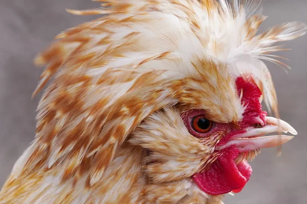 Retrato de un gallo enojado colorido o gallo. gallina con c rojo —  Fotos de Stock