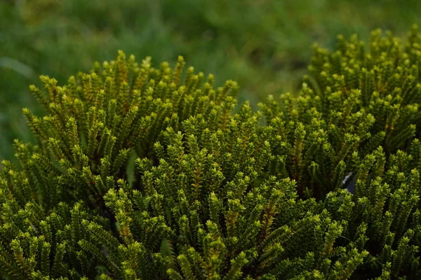 Jugosa hierba joven verde brillante creció después del invierno, la llegada de la primavera, el cambio de estaciones y el renacimiento de la naturaleza . — Foto de Stock