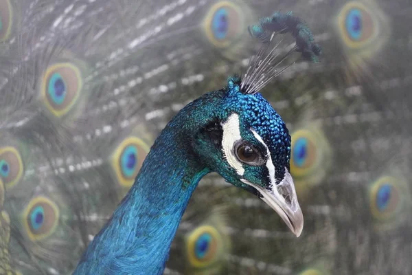 Portrait peacock is representative elegant bright blue portrait peacock on the background of the open tail. attract the attention of a nearby female. Indian or blue peafowl, metallic colors tail — Stock Photo, Image