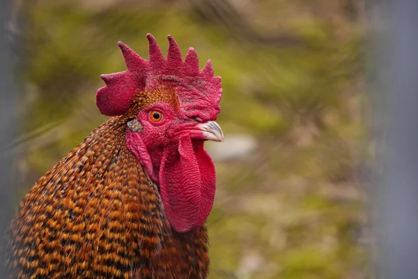 La cabeza de un gallo marcado con una gran cresta roja. Hogar o mascota . —  Fotos de Stock