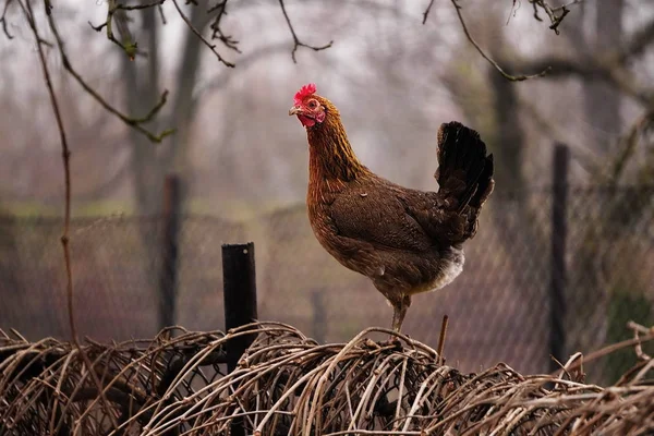 Un pollo brillante con una cresta roja se sienta en una cerca trenzada con plantas sobre un fondo gris de otoño. Hogar o mascota . —  Fotos de Stock