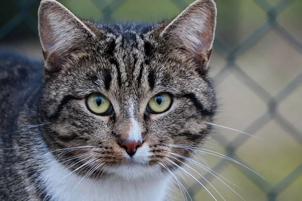 Cabeza de gato canoso con ojos verdes y pecho blanco clos —  Fotos de Stock
