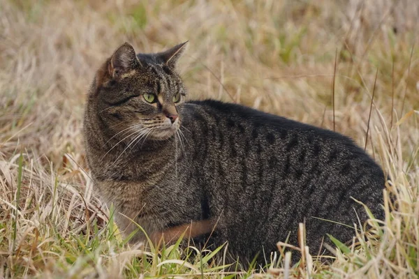 Gato de tabby cinza escuro na grama seca alta no campo. Animal selvagem na caça, pegar sua própria comida . — Fotografia de Stock