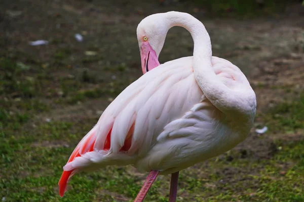 Rosa Flamingo Cuidar Suas Penas Pentes Remove Excesso Retrato Pássaro — Fotografia de Stock