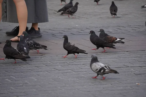 都市の鳩は石畳の道で食べる 人々は街の中心にパンのプリックを与えられている 競争は より多くを食べ 各作品のために戦う — ストック写真