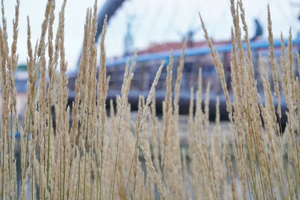 Herbe Jaune Sèche Sur Bord Rivière Près Pont Fleurs Séchées — Photo