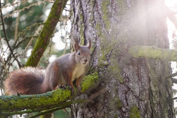 Esquilo Vermelho Jovem Bonito Senta Ramo Olha Com Cuidado Floresta — Fotografia de Stock