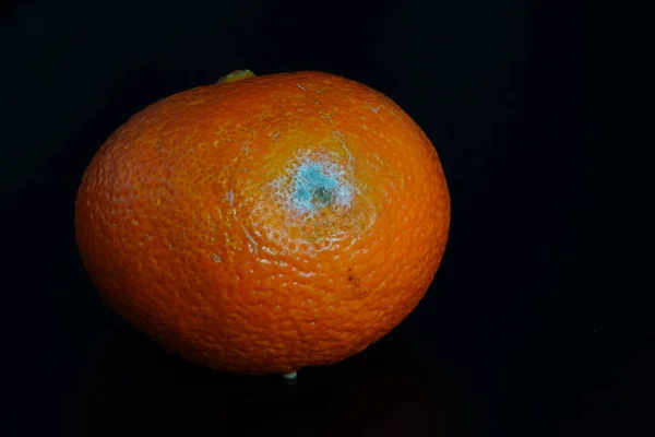 Orange Tangerine Mold Black Background Defective Product Fruit Shelf Life — Stock Photo, Image