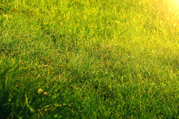 Zielona Trawa Blask Wiosennego Słońca Porannej Zielonej Trawie — Zdjęcie stockowe