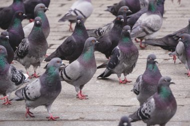Şehirde bir sürü gri güvercin kaldırım taşları ya da kaldırımlar üzerinde yürür. Şehrin sokaklarında kuşlar. Kentsel çevrede güvercinler