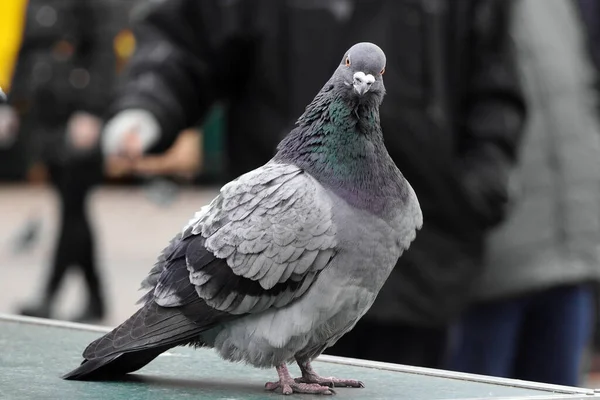 Bir Güvercin Kameraya Dikkatlice Bakar Şehrin Arka Planına Bakar Güvercin — Stok fotoğraf