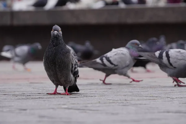 Egyik Galamb Figyelmesen Néz Kamerába Homályos Város Hátterében Galamb Kamerába — Stock Fotó