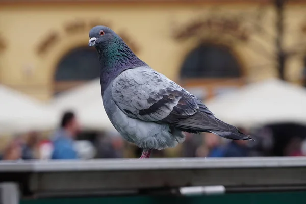 Pigeon Regarde Attentivement Caméra Sur Fond Ville Flou Colombe Regarde — Photo