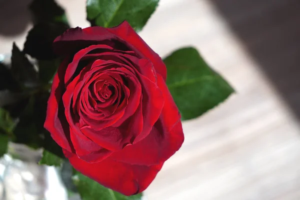 Большая Темно Красная Роза Светлом Фоне Красный Цветок Подарок Женщине — стоковое фото